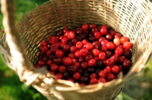 La France suspend les importations de cerises traitées au diméthoate La France suspend les importations de cerises traitées au diméthoate