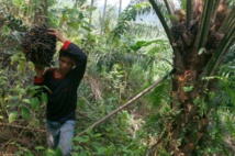 L'Indonésie s'attaque à l'huile de palme après les gigantesques feux de forêts L'Indonésie s'attaque à l'huile de palme après les gigantesques feux de forêts
