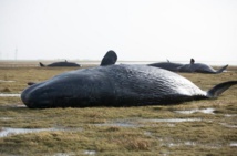 Mexique: 27 baleines s'échouent sur une plage, seules 3 survivent