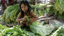 Indonésie: des milliers d'enfants employés dans les plantations de tabac