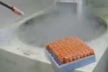 Des chercheurs dévoilent un projet pour créer un génome humain synthétique Des chercheurs dévoilent un projet pour créer un génome humain synthétique