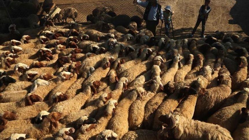 Maroc : 9 millions de têtes de bétails disponibles pour la fête du Sacrifice