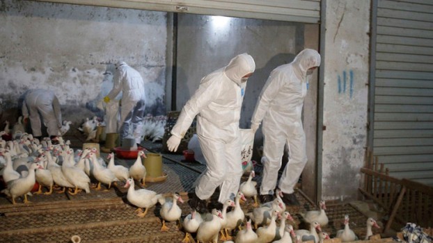Tunisie/grippe aviaire : 45 décès depuis le début de la saison hivernale