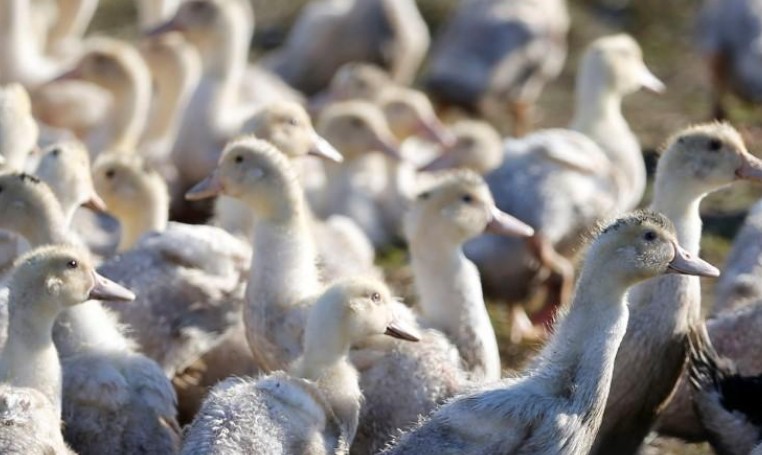 8.000 canards abattus, virus faiblement pathogène
