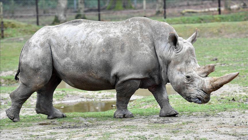 Kenya: mort de Sudan, le dernier rhinocéros mâle blanc du Nord