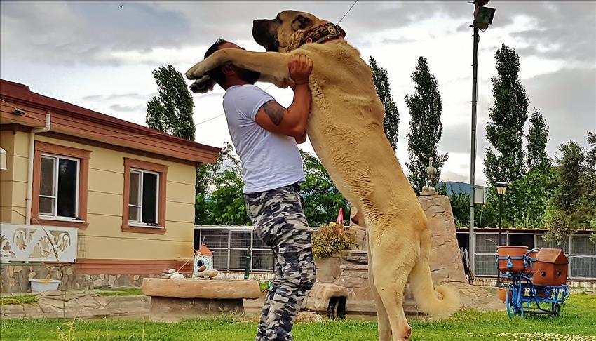 Le "Lion d’Anatolie", race canine turque mondialement connue