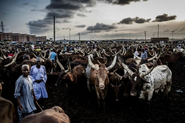 Nigeria: comment répondre à la demande en viande de 200 millions d'habitants ?