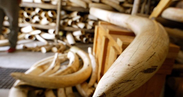 L'Afrique australe prête à tourner le dos au monde pour vendre son ivoire