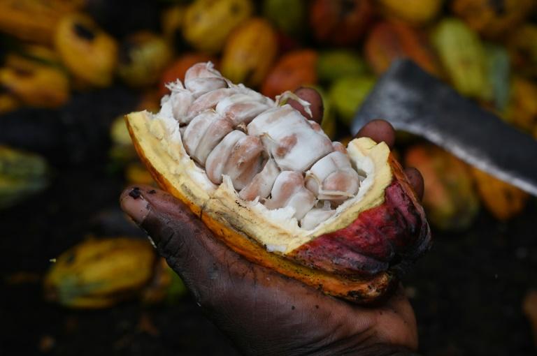 Cacao: les petits planteurs ivoiriens entre pauvreté et découragement