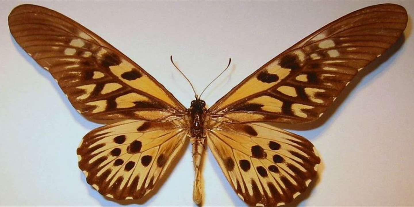 Expédition en Afrique sur les traces d'un des plus grands papillons du monde