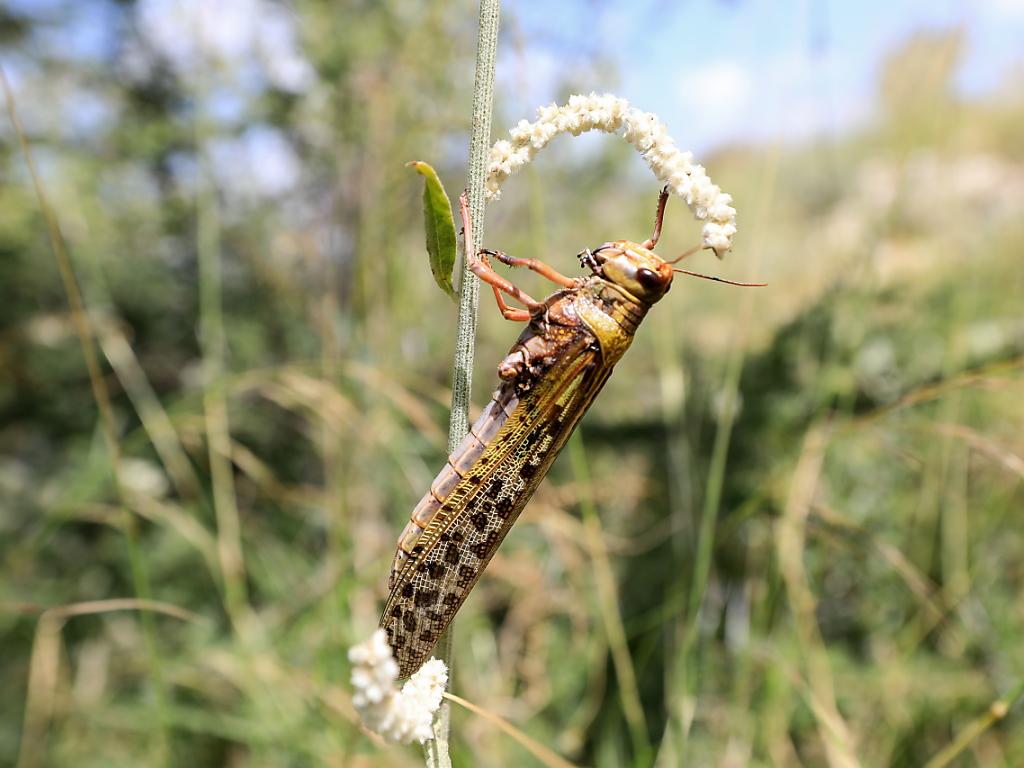 Afrique de l'est: les infestations de criquets menacent la sécurité alimentaire (FAO, Onu) Afrique de l'est: les infestations de criquets menacent la sécurité alimentaire (FAO, Onu)