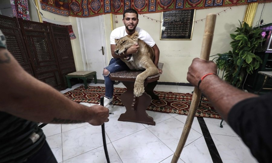 Au Caire, l'art de dompter un lion chez soi au temps du coronavirus