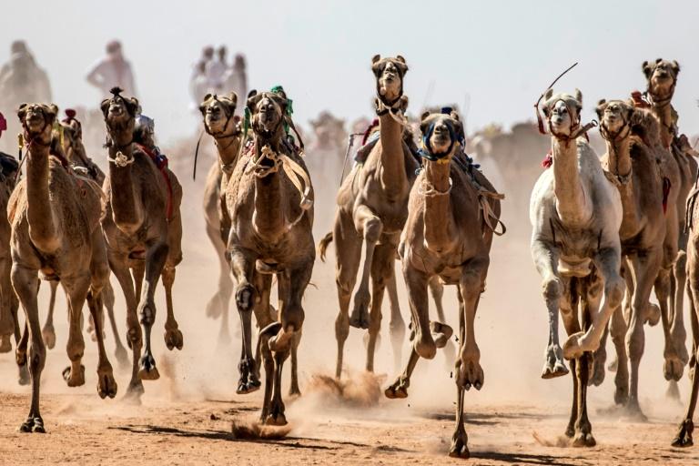Le Sinaï retrouve ses courses de chameaux interrompues par le coronavirus