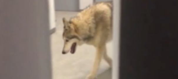JO-2014 - La vidéo du loup dans un hôtel était un canular