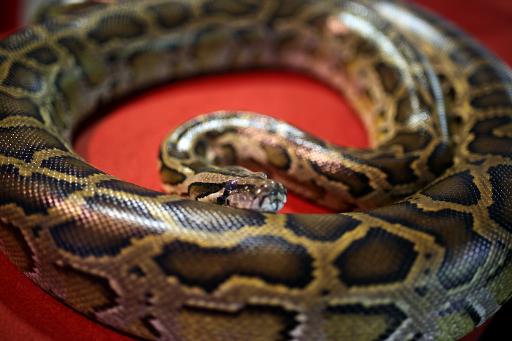 Hong Kong: un chien sauvé des anneaux d'un python par sa maîtresse