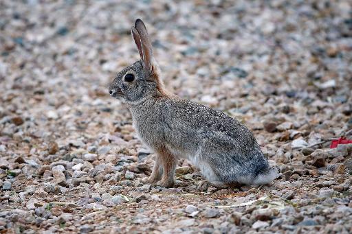 Chine: Les têtes de lapins français font le bonheur des gastronomes