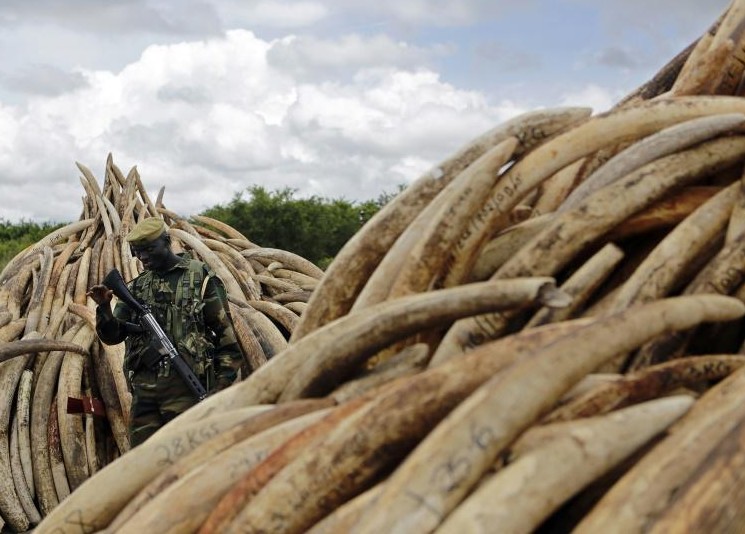 Braconnage d'éléphants: le Kenya va brûler des tonnes d'ivoire