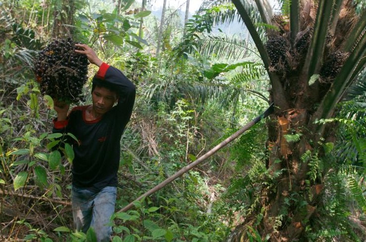 L'Indonésie s'attaque à l'huile de palme après les gigantesques feux de forêts