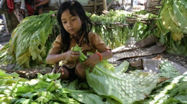 Indonésie: des milliers d'enfants employés dans les plantations de tabac