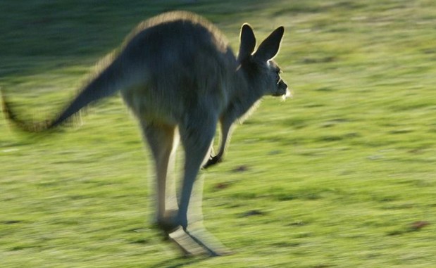 Un kangourou rompt les implants mammaires d'une Australienne