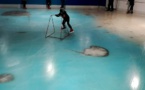 Au Japon, haro sur une patinoire avec vue sur 5.000 poissons congelés