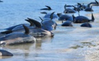 Nouvelle-Zélande: nouvel échouage de baleines