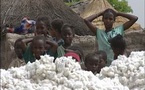 1.000 tonnes de coton bio africain pour l'industrie textile en France