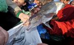 Pêche : l'Europe s'attaque au gaspillage du poisson en mer