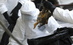 Une Chinoise meurt de la grippe aviaire à Pékin