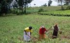 Pour aider son agriculture, l'Afrique va dresser un état des lieux de ses sols