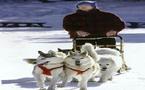 musher, une passion sans limite... de temps