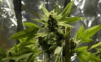 L'Uruguay ouvre son registre de consommateurs de cannabis