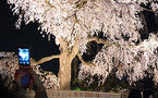 Adorée au Japon, la fleur du cerisier perturbée par le changement climatique