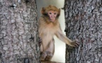 Le Maroc veut sauver le singe magot, un macaque en danger