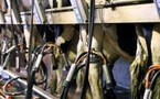 Suspension des négociations sur le prix du lait