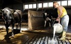 L'idée d'une grève du lait fait son chemin malgré les réticences syndicales