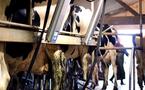 L'Europe désarmée face à la crise des producteurs de lait