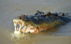 Australie: Un couple se fait surprendre par un crocodile le jour de Noël