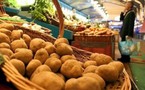 Bruxelles autorise la culture d'une pomme de terre OGM