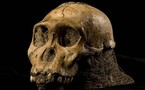 Un hominidé inconnu révèle une nouvelle étape de l'évolution humaine