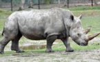 Kenya: mort de Sudan, le dernier rhinocéros mâle blanc du Nord