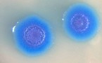 La première cellule avec un génome de synthèse ouvre la voie à la biologie synthétique