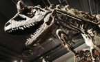 Un "paléothermomètre" pour déterminer la température des dinosaures