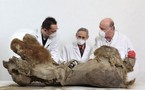 Le plus vieux bébé mammouth du monde sera exposé jeudi soir au Puy-en-Velay