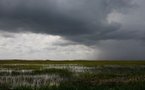 Le parc américain des Everglades jugé en péril par l'Unesco