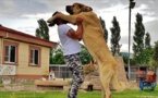 Le "Lion d’Anatolie", race canine turque mondialement connue