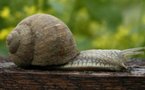 Une grand-mère distinguée par la BBC pour ses recherches sur les escargots