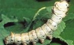 Création de vers à soie transgéniques produisant du fil de toile d'araignée
