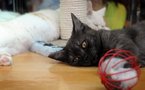 Les chats nés sourds voient mieux, un exemple de réorganisation du cerveau