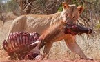 Un touriste tué sous sa douche par un lion au Zimbabwe